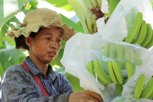 China Top Buyer of Cambodian Fresh Bananas: Official