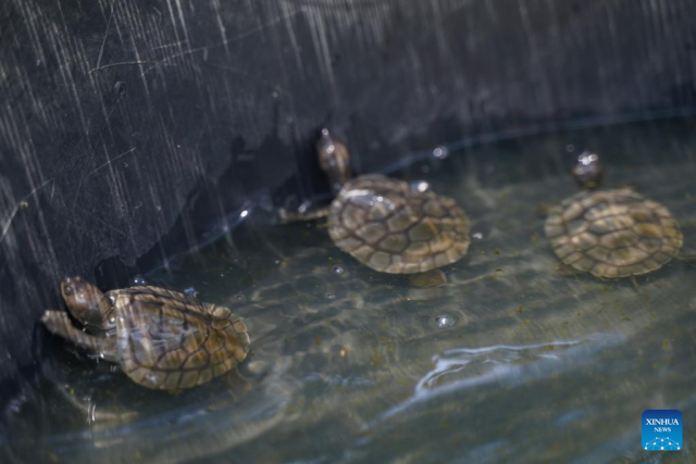 122 Rare Royal Turtles Hatch in Captivity in Cambodia