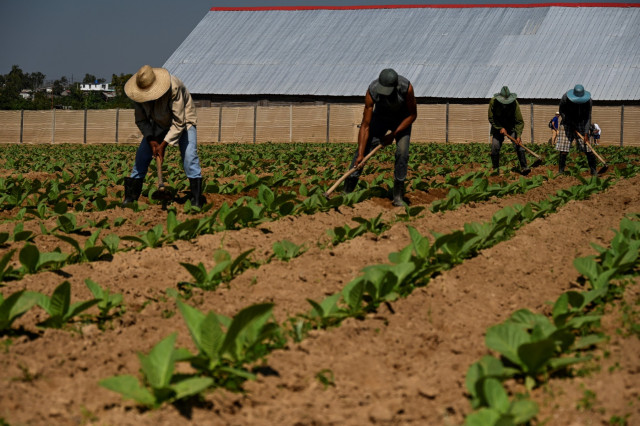 WHO Backs Farmers to Grow Food Instead of Tobacco