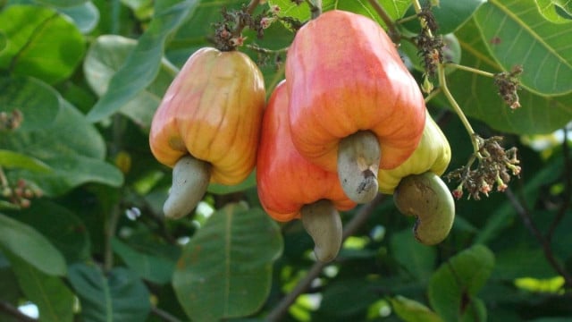 Lack of Cashew Shells Fails Transformation Factory Plans