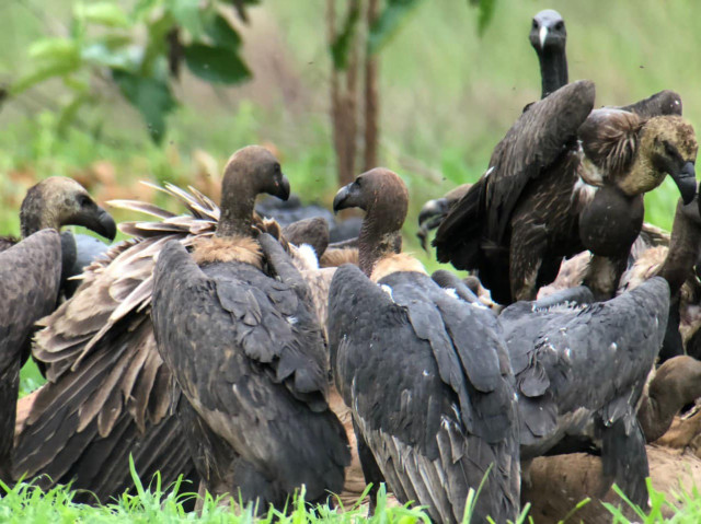 Cambodia Records Stable Population of Rare Vultures at 131: Official