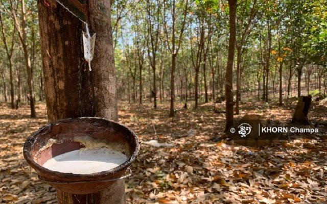 Cambodia earns 145.8 mln USD from rubber exports in Jan.-May