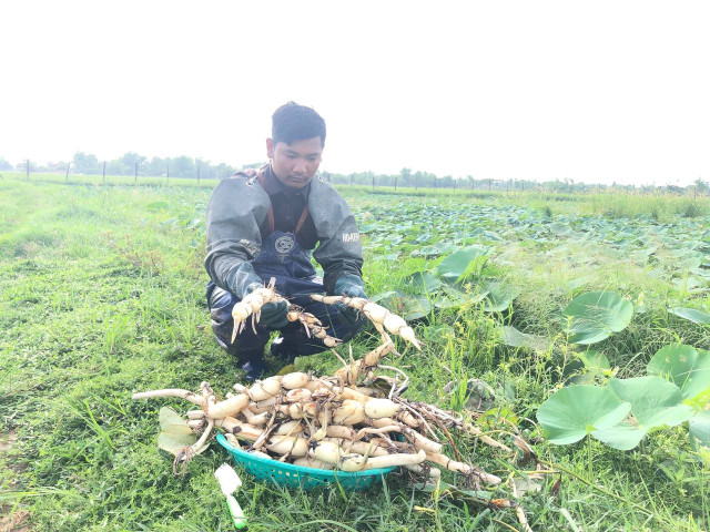 Using Japanese Techniques to Grow Lotus Tubers in Cambodia with Great Results