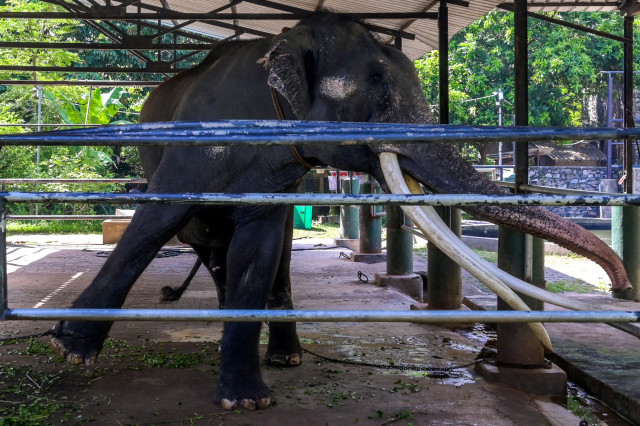 Neglected Elephant Touches Down in Thai Homeland after Flight