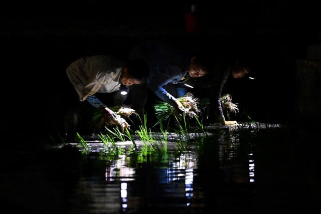 Vietnam Farmers Planting in the Dark as Heatwave Looms