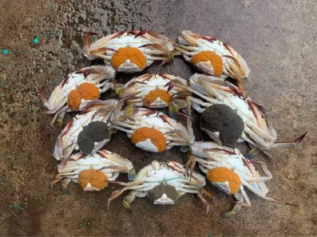 Fishermen’s Cooperation Needed to Avoid Sea Crabs Extinction 