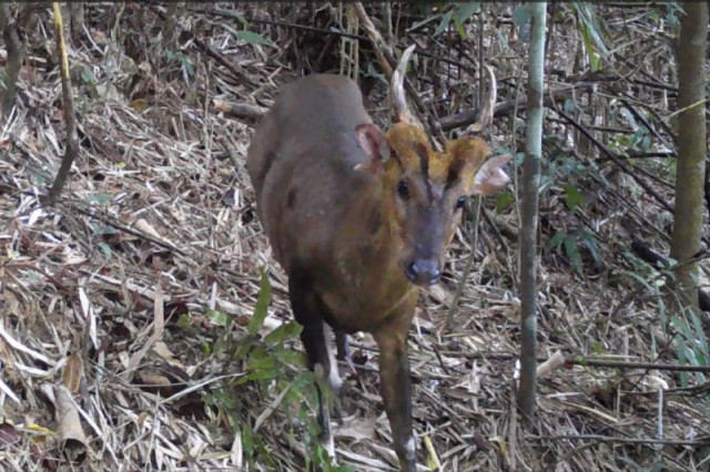 Critically Endangered Giant Muntjac Spotted in Vireakchey Park