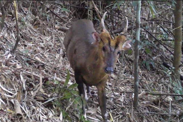 The Large-antlered Muntjac — Southeast Asia's Mystery, 56% OFF