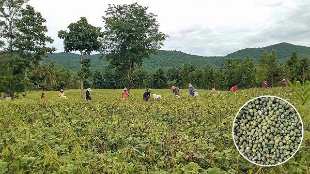 As Farmers Are Hit by the Fall of Mung Bean Prices, the Ministry of Agriculture Calls for the Promotion of All Products 