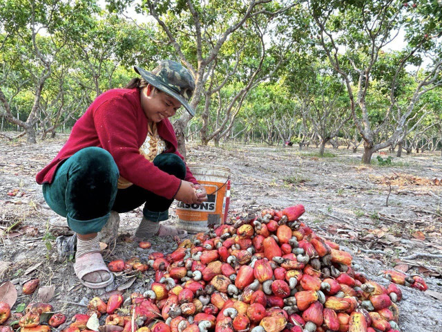 Climate Change Hits Cashew Nut Yields