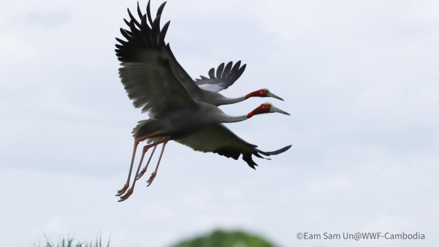 Two Sarus Cranes Spotted in Sambor Sanctuary, first in 20 years
