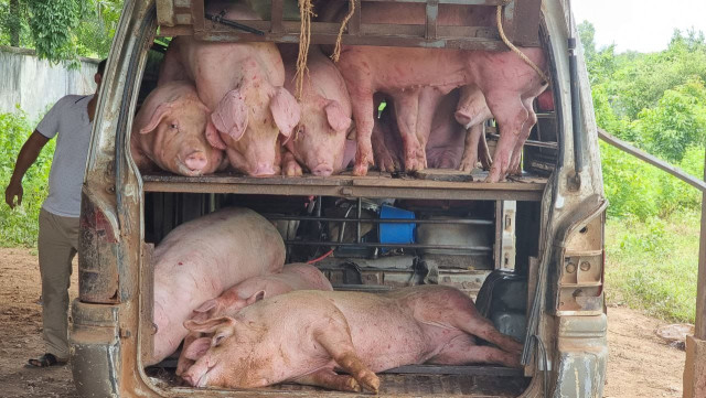 Cambodian Pig Farmers May Export to Vietnam