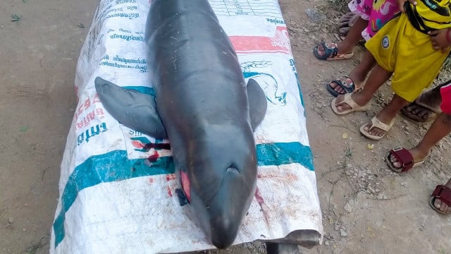 Dolphin Death Brings This Year’s Toll to 3 