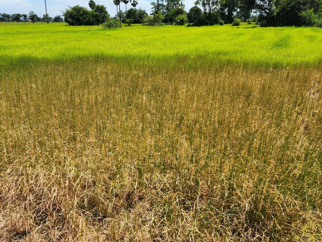 Drought Puts Kampong Speu Rice Crops at Risk