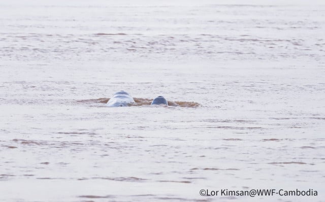 Sixth New Baby Dolphin Spotted 