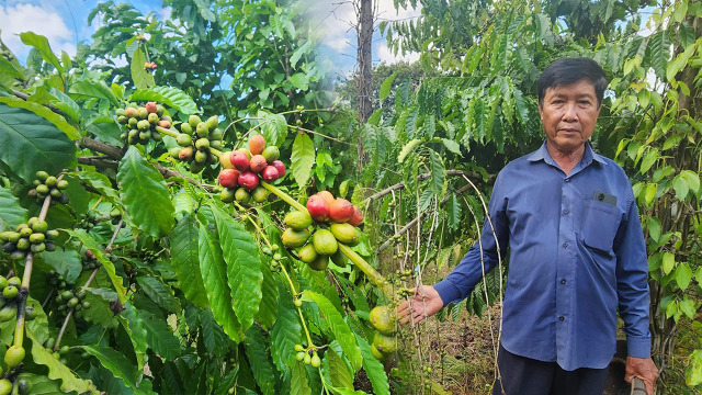 Coffee Farming Returns to Tbong Khmum 