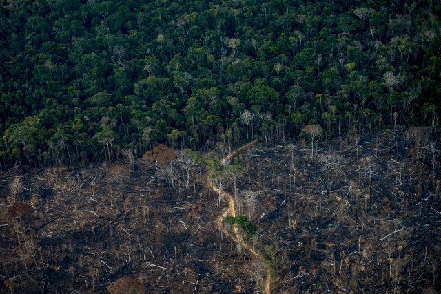UN-backed deforestation carbon credits failing: study