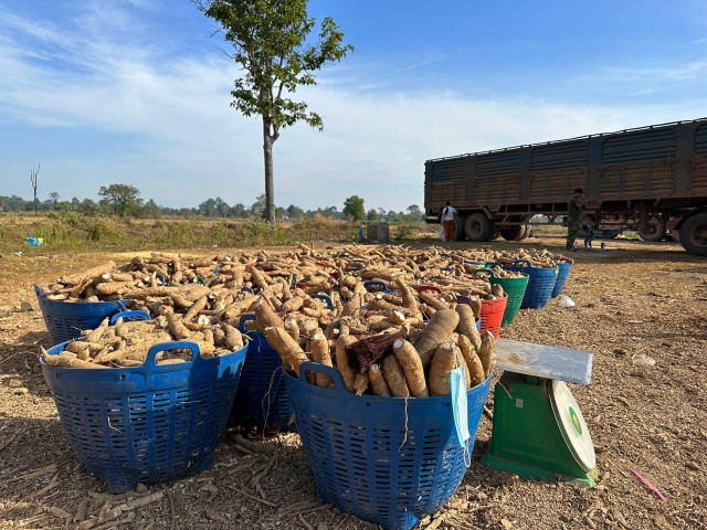 Farmers Expect to Get Higher Prices for Cassava this October Harvest Season
