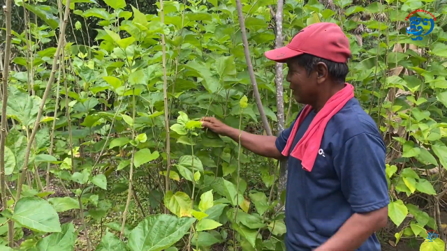 Cultivating Mulberry for Silkworms