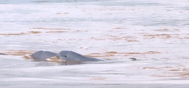 A Seventh Baby Dolphin Is Spotted in the Mekong River  