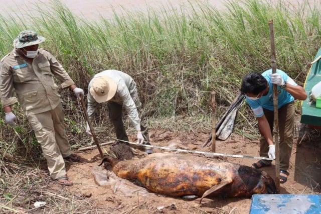 Dolphin Death Brings Year’s Toll to Four