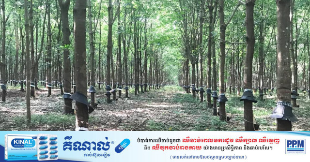 Cambodian Rubber Prices Fall on International Markets Due to Low Demand 