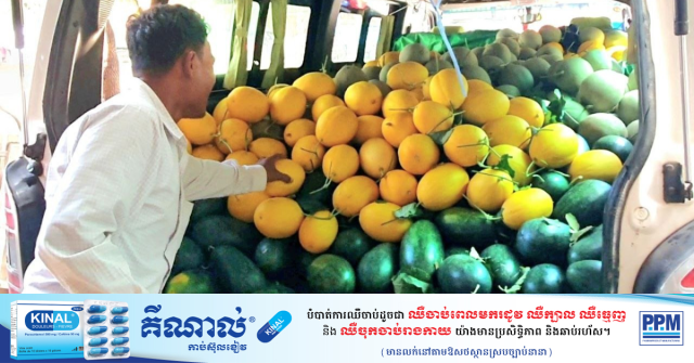 Siem Reap’s Melons in Great Demand in the Kingdom