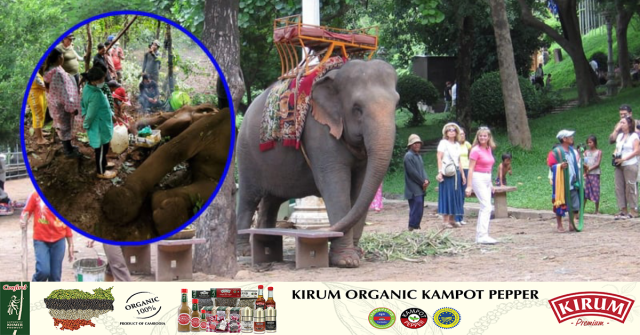 Sambo, the Wat Phnom Elephant, Dies Aged 63 