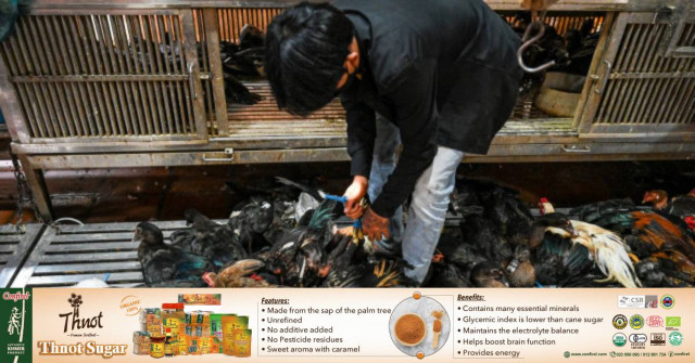 Bird Flu Strikes Woman in Kampot province