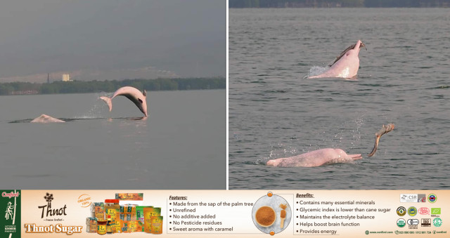 Newborn Pink Dolphins Spotted at Kampot Province