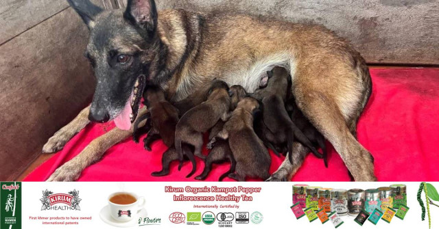 CMAC: 17 Newborn Puppies to Become Next Mine-Detecting Dog Generation