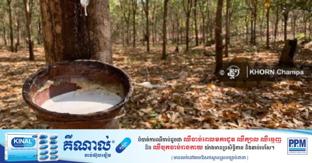 Cambodia Exports Rubber Worth 490.6 mln USD in 2023