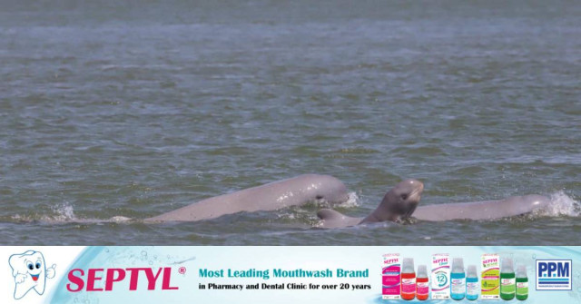 First Irrawaddy Dolphin Birth of 2024 Recorded 