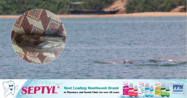 Two Baby Irrawaddy Dolphins Found: One Alive and One Dead 