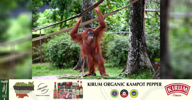 Malaysia Plans to Introduce 'Orangutan Diplomacy': Minister