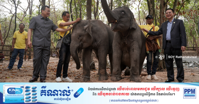 Lao Handovers Two Elephants as Gift for King Norodom Sihamoni 