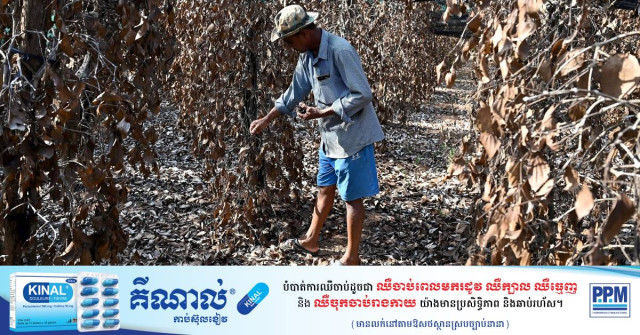 Cambodia's Famed Kampot Pepper Withers in Scorching Heatwave