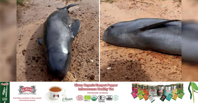 Finless Dolphin Found Dead in Kampot | Cambodianess