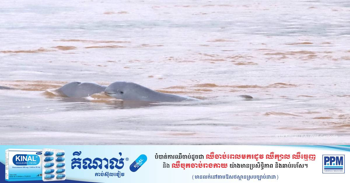 Irrawaddy Dolphins Numbers Show Two-Year Rise