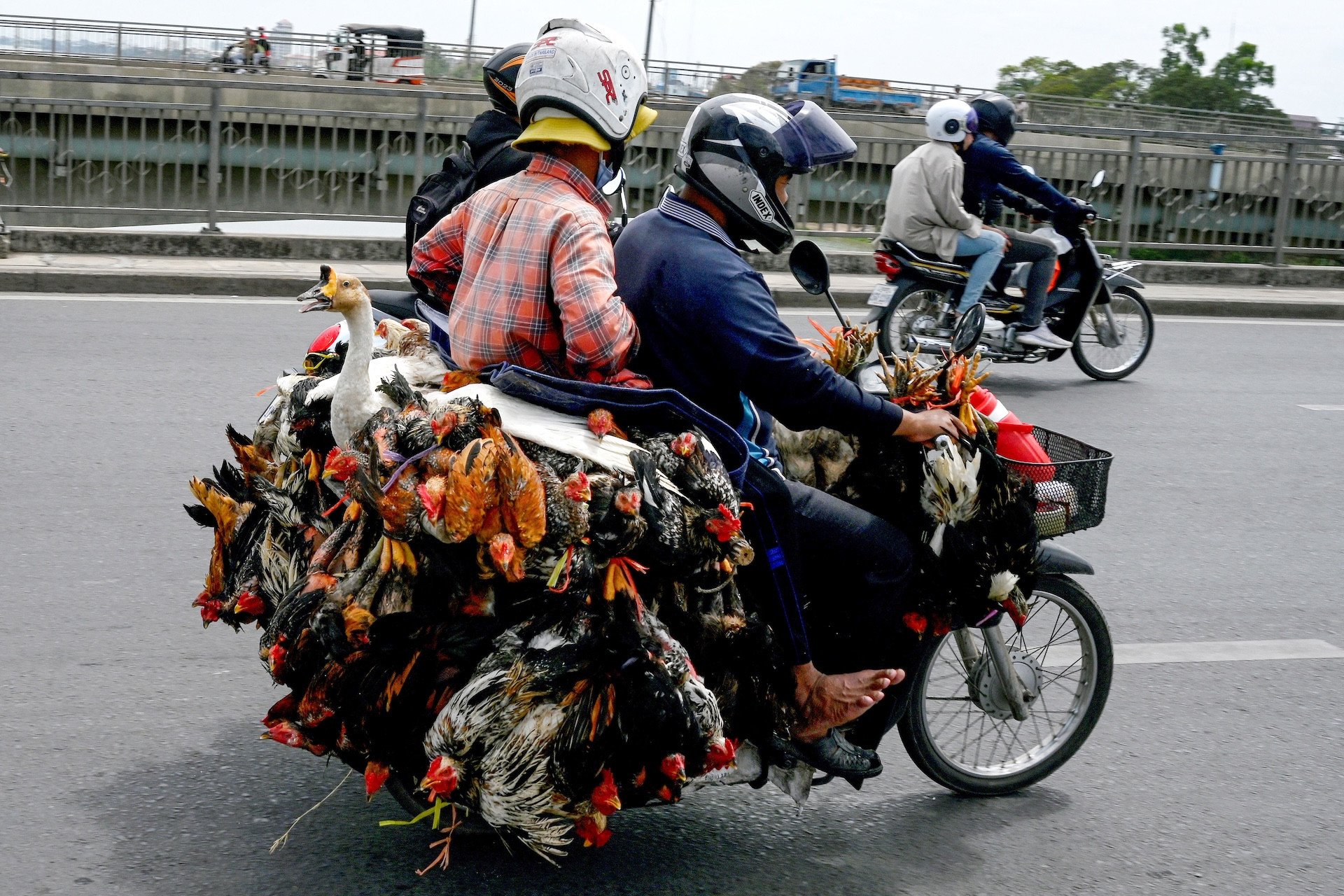 Avian Flue: the Transmission of Prevention Messages Having Failed Avian Flue: the Transmission of Prevention Messages Having Failed