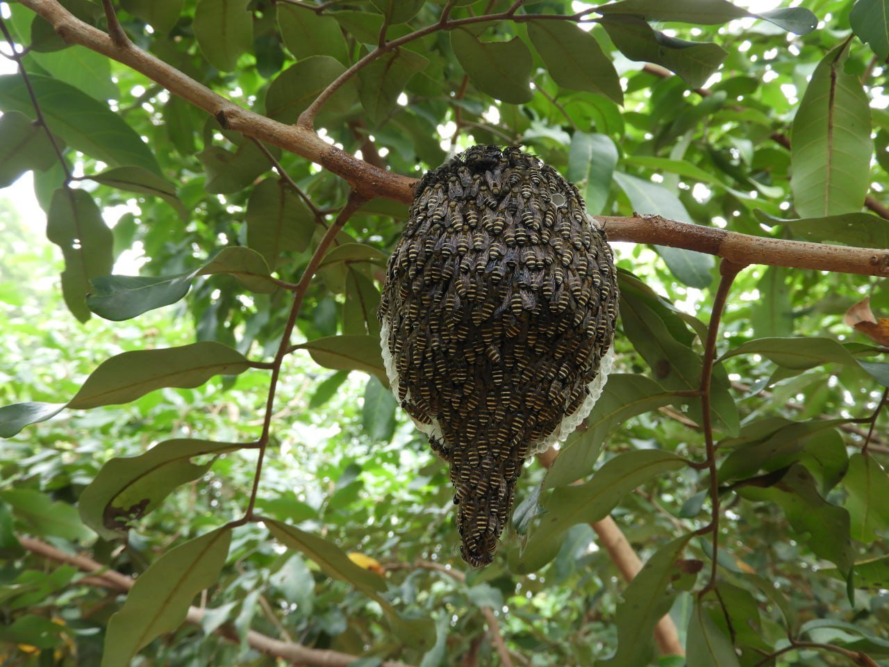 More Than Honey: Why Cambodia's Bees Matter to Everyone More Than Honey: Why Cambodia's Bees Matter to Everyone