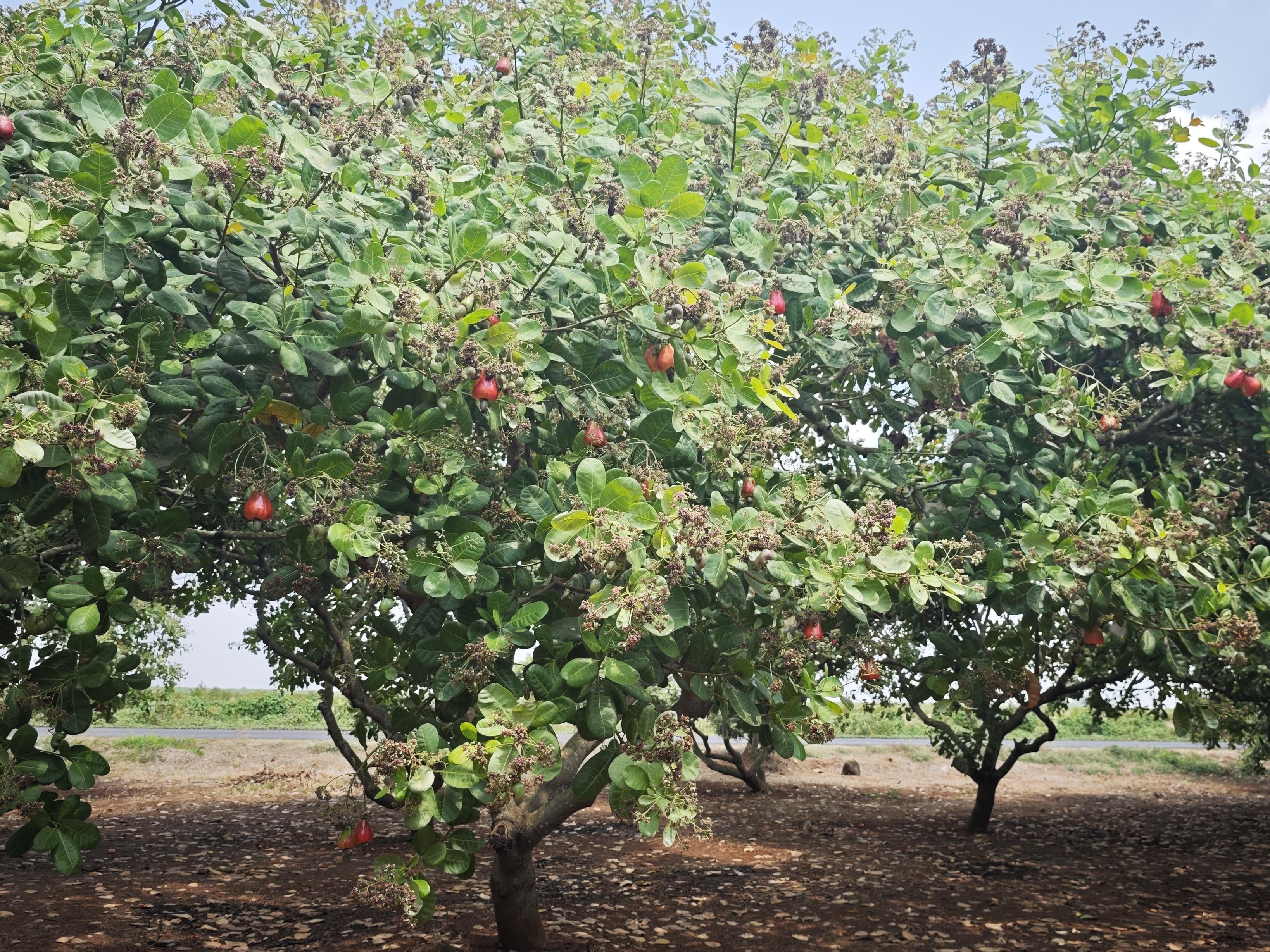 Cashew Boom or Bust? Report Calls for Strategic Interventions ...