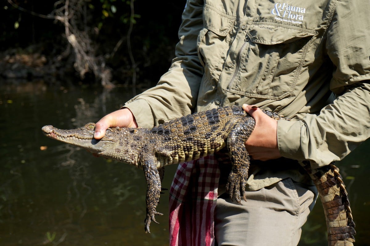 Siamese Crocodiles Return to National Park Siamese Crocodiles Return to National Park