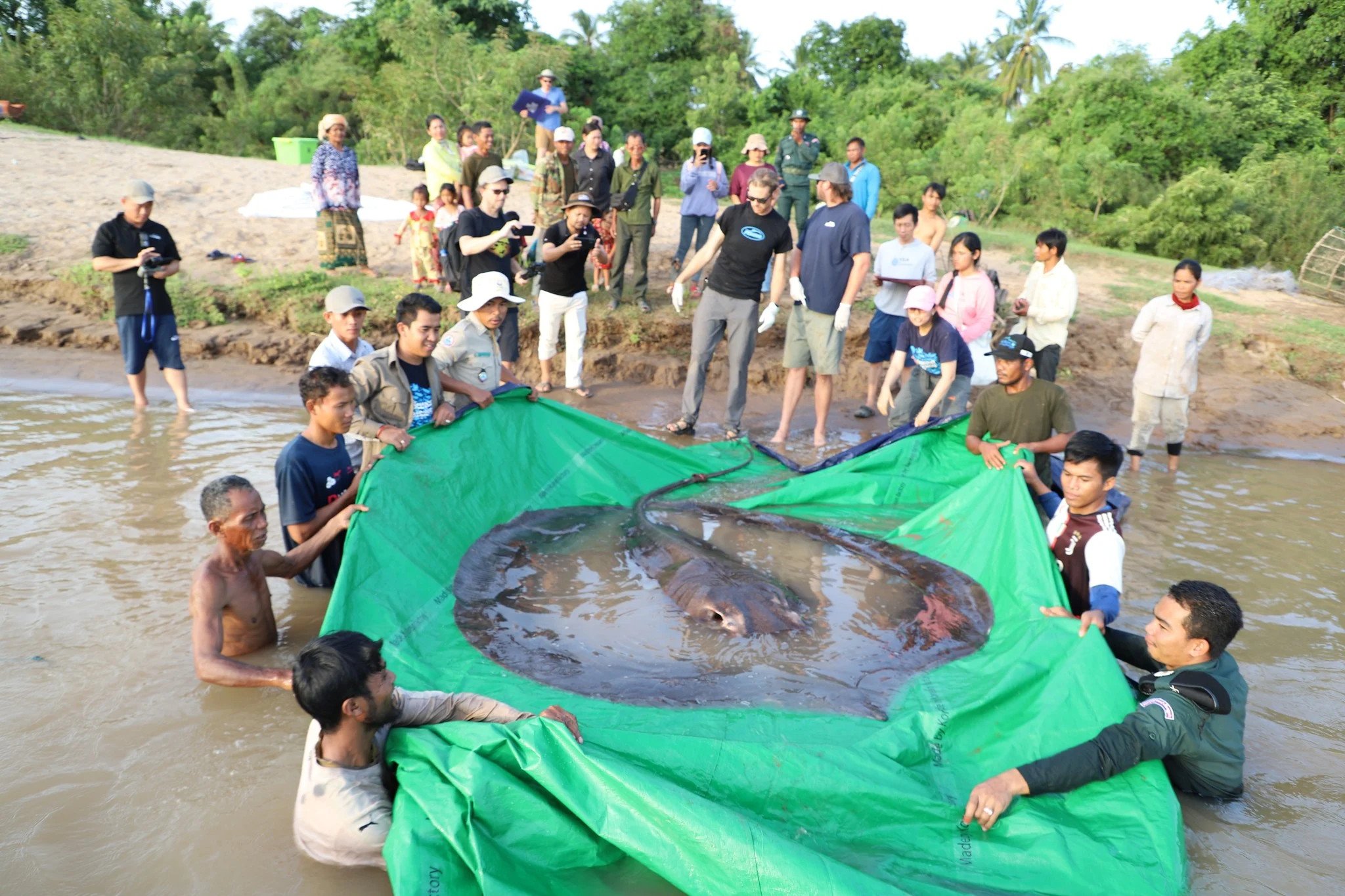 Stingray and Salmon Carp to Join Endangered List Stingray and Salmon Carp to Join Endangered List