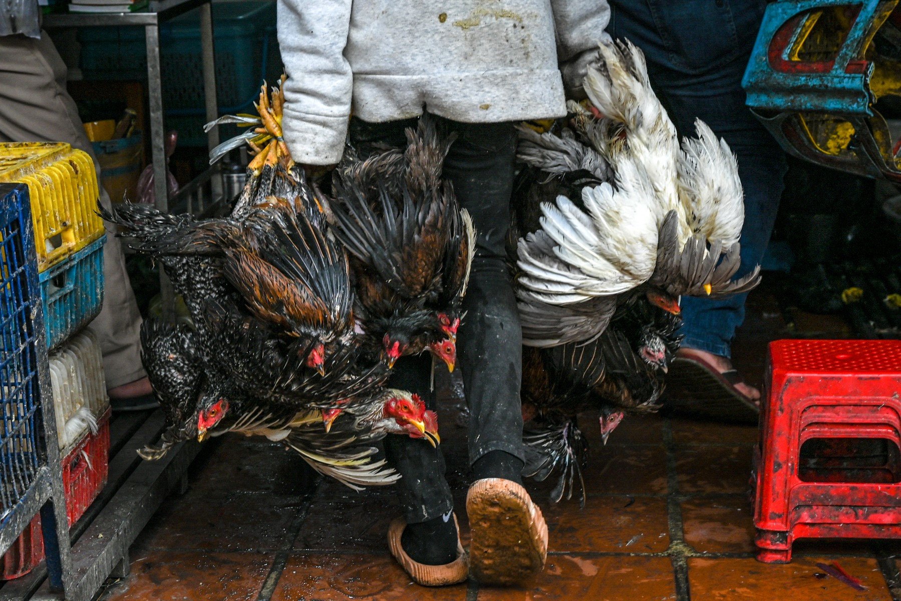 Three-Year-Old Boy Dies from H5N1, Third Death This Year Three-Year-Old Boy Dies from H5N1, Third Death This Year