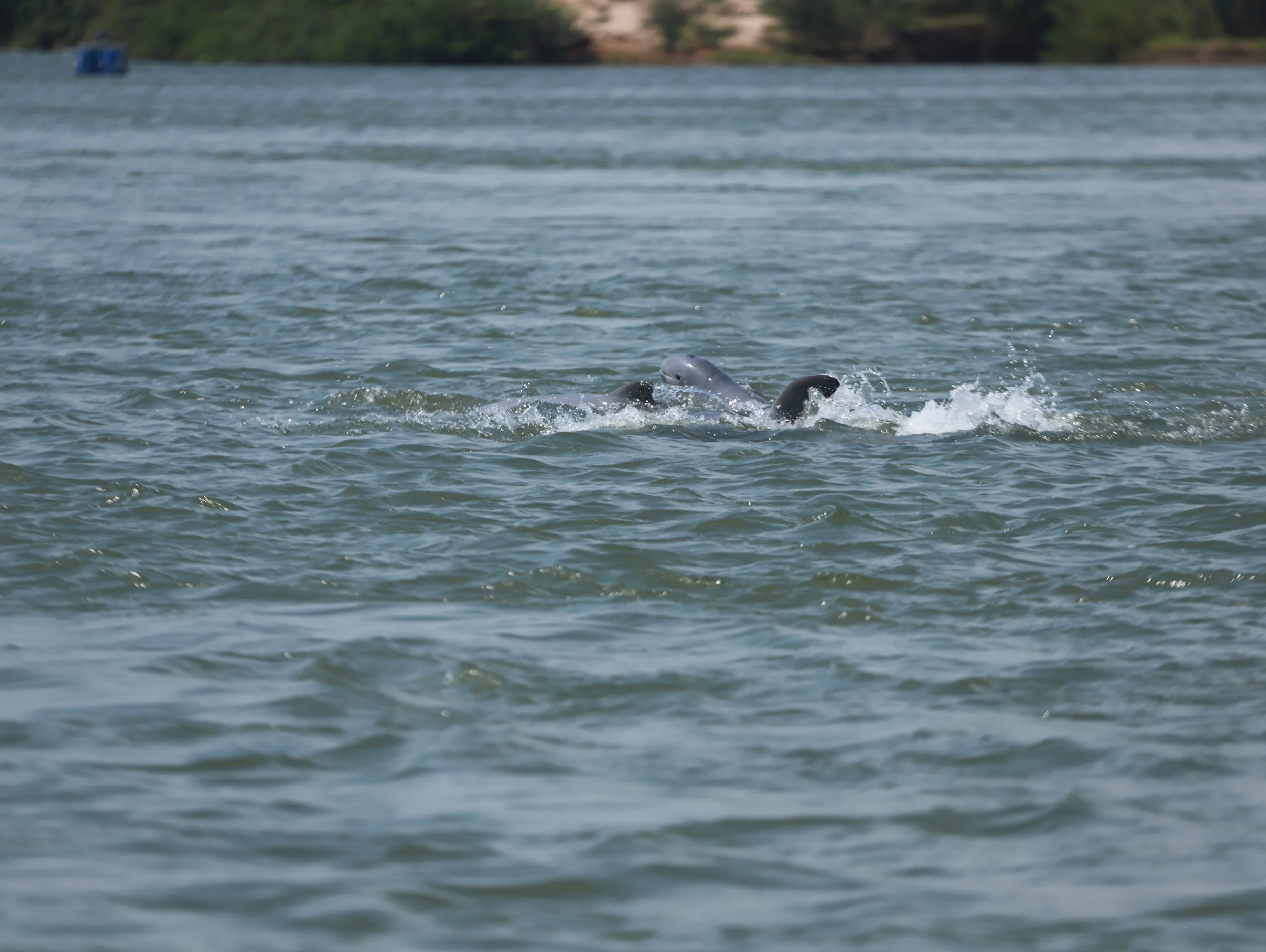 Another Irrawaddy Dolphin Calf Discovered in Kratie