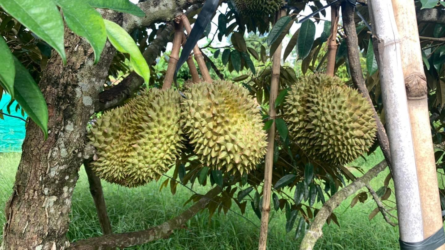 Alarm Raised Over Health Risks from Allegedly Imported Durians