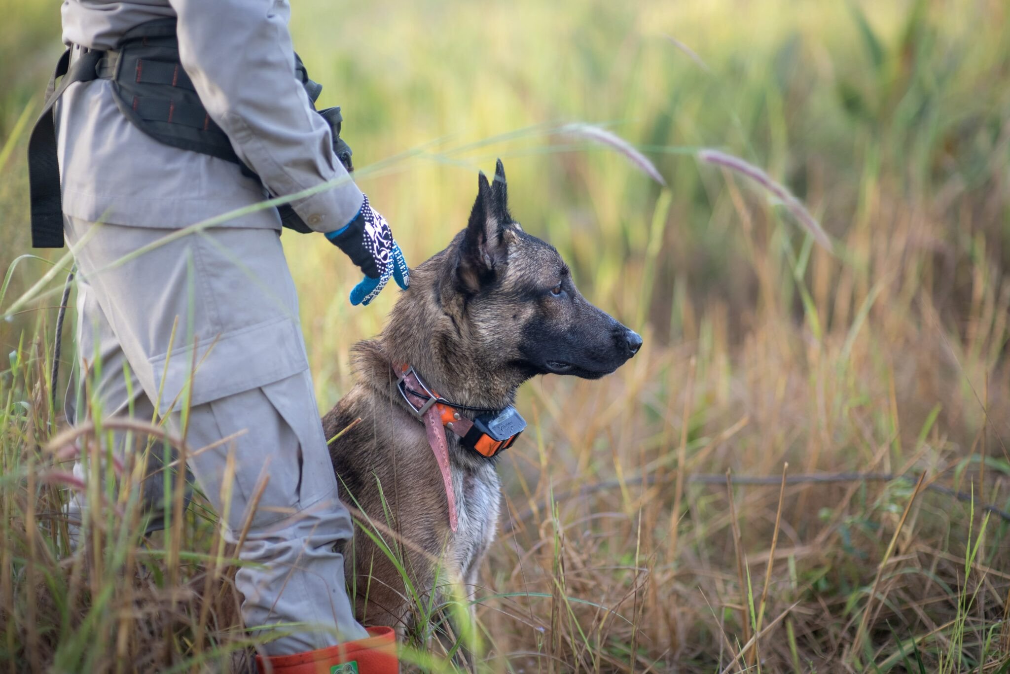 Demining Dogs to Be Sent to Ukraine Demining Dogs to Be Sent to Ukraine